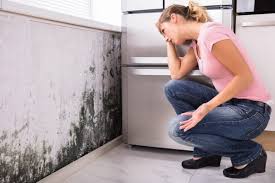 Professional Mold Removal & Remediation in Chicago Ridge, IL